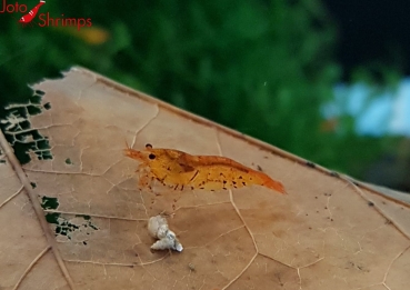 Preview: Tangerine Tiger